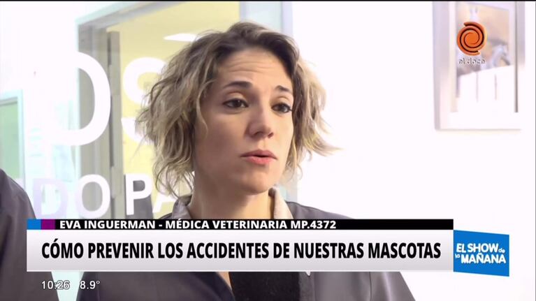 ¿Cómo prevenir los accidentes de nuestras mascotas?