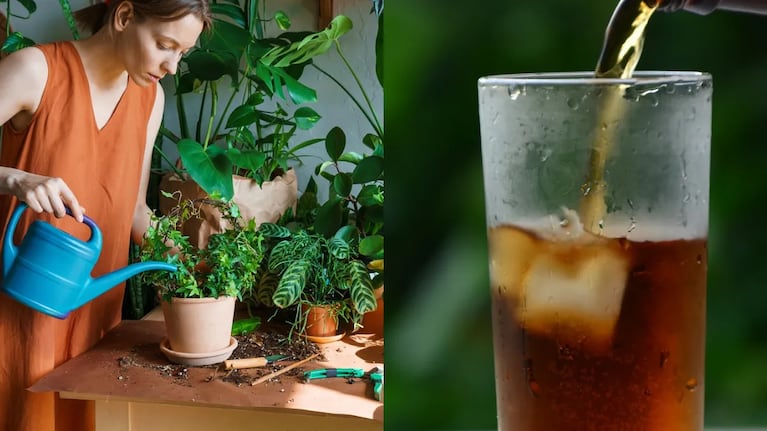 Cómo regar las plantas con gaseosas colas.