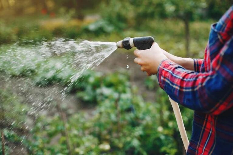 Cómo regar las plantas en primavera