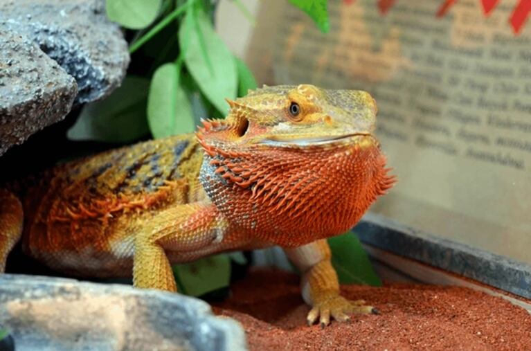 Comprobaron que el Dragón Barbudo Central es un vertebrado que puede cambiar de sexo de acuerdo a la temperatura.