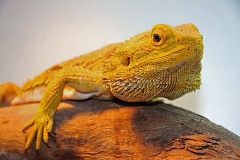 Comprobaron que el Dragón Barbudo Central es un vertebrado que puede cambiar de sexo de acuerdo a la temperatura.
