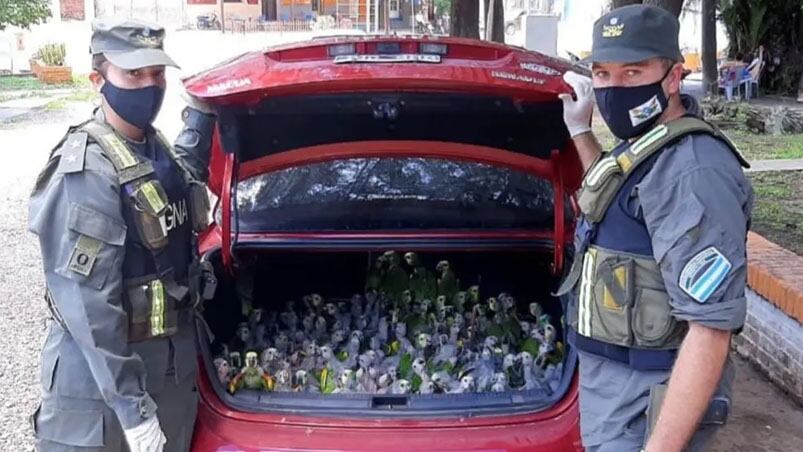 Con 40 grados de sensación térmica trasladaban más de 200 aves en el baúl.