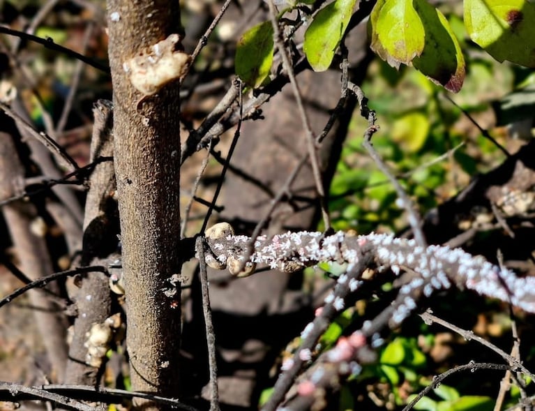 Con cuidados elementales, las plantas pueden pasar mejor el invierno.