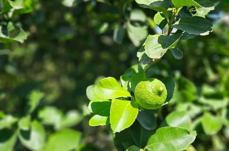 Con cuidados elementales, las plantas pueden pasar mejor el invierno.