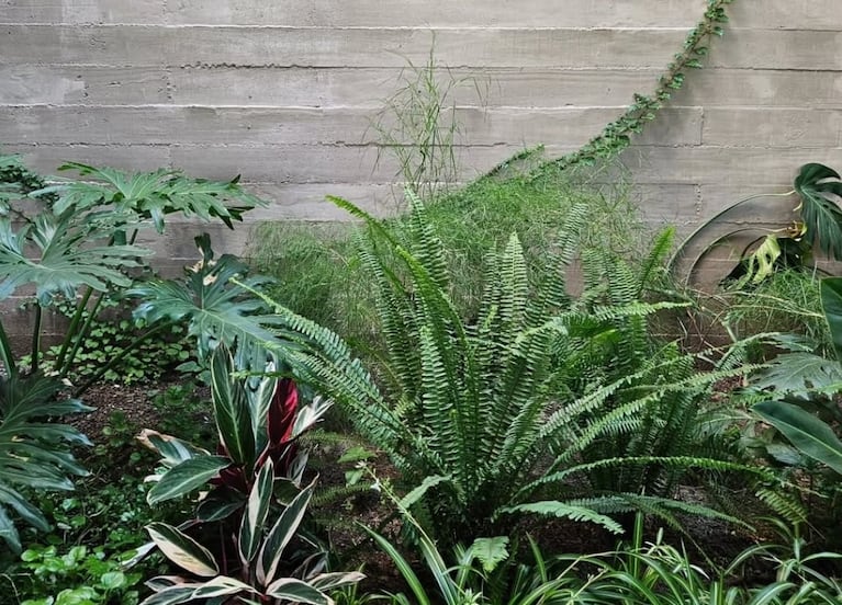 Con cuidados elementales, las plantas pueden pasar mejor el invierno.