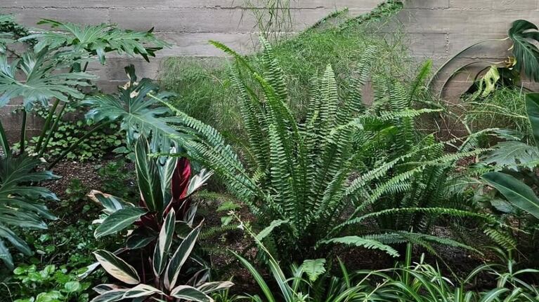 Con cuidados elementales, las plantas pueden pasar mejor el invierno.