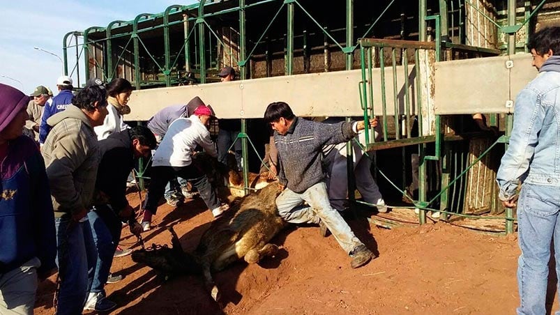 Con desesperación, los vecinos saquearon la carne de las vacas accidentadas. Foto: Diario Panorama.