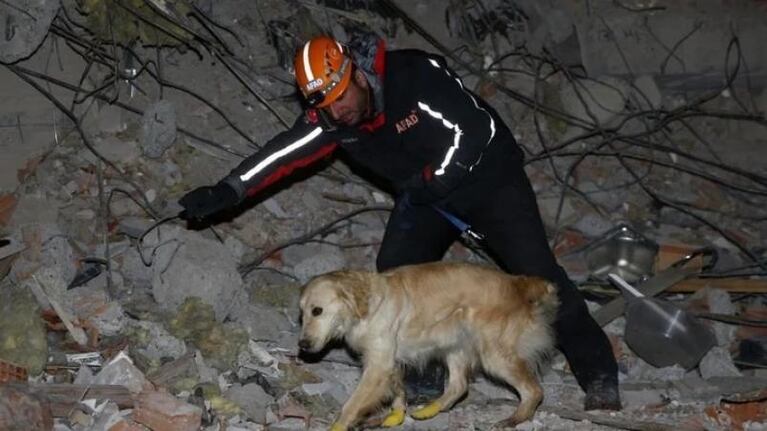 Con las cuatro patas cortadas, un perro salió de los escombros y salvó cinco vidas 