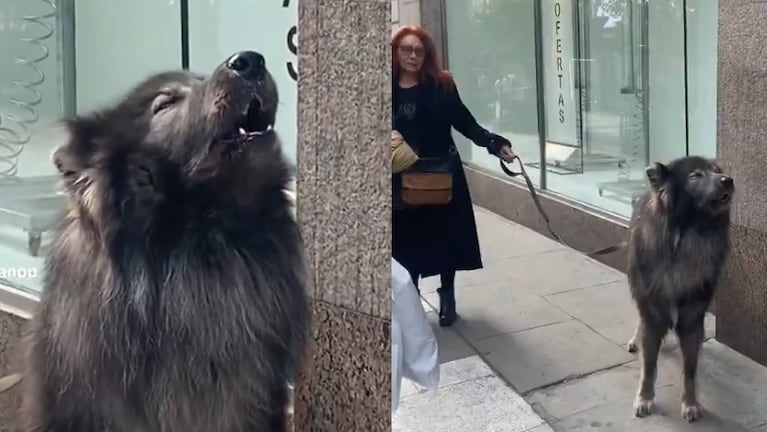 Conan junto a su dueña por las calles de Buenos Aires.