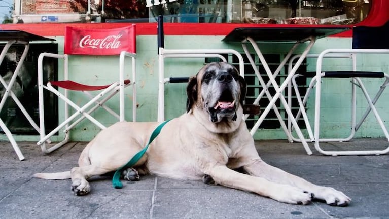 Conan, mucho más que una mascota para Milei. 