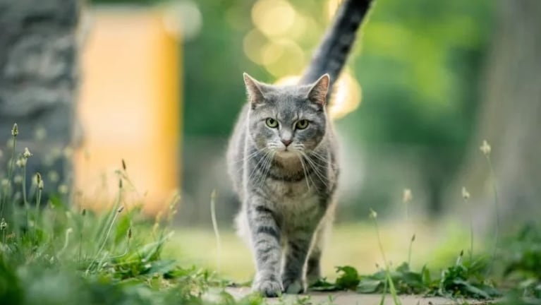 Condenado por feroz maltrato a un gato en Estados Unidos.