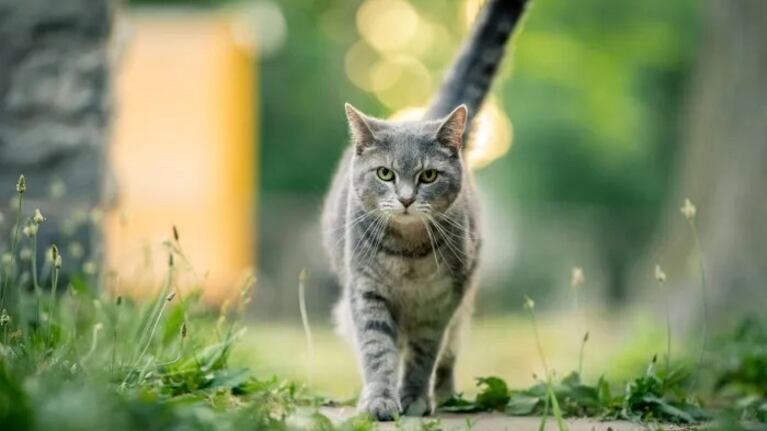 Condenado por feroz maltrato a un gato en Estados Unidos.