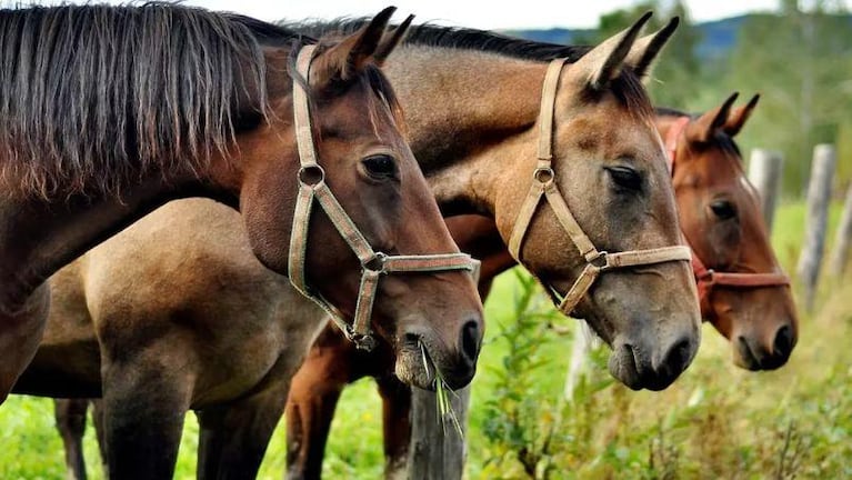 Confirman en Argentina el primer caso humano del virus que ataca a caballos