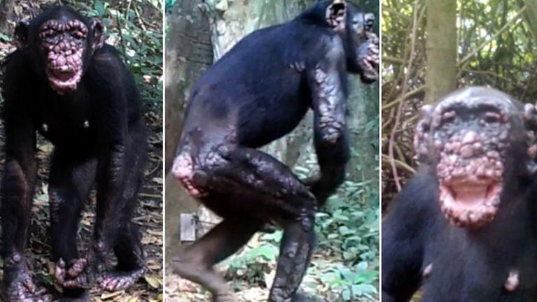 Confirman por primera vez casos de lepra en chimpancés salvajes