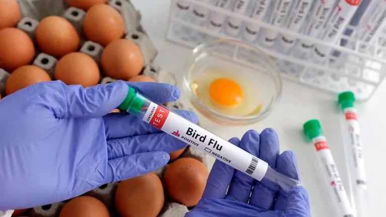 Confirmaron el primer caso de gripe aviar en Argentina: las recomendaciones del Gobierno