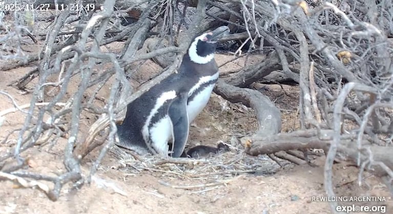 conicet streaming pinguinos