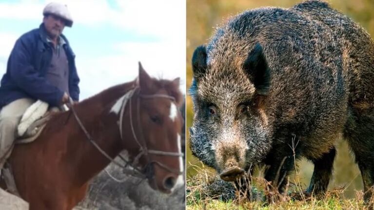 Conmoción en Mendoza: un jabalí atacó y mató a un hombre y a sus perros en un campo