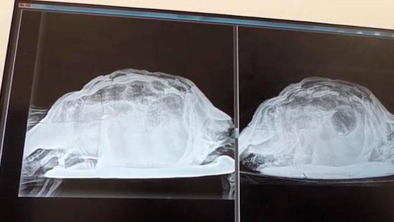 Conmoción: le sacaron una tortuga de la vagina tras una fiesta