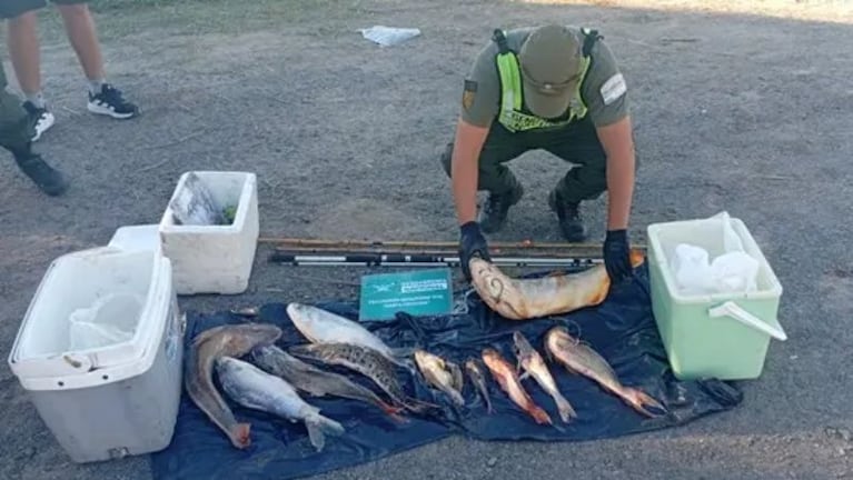 Controlaron un auto y detectaron traslado ilegal de fauna.