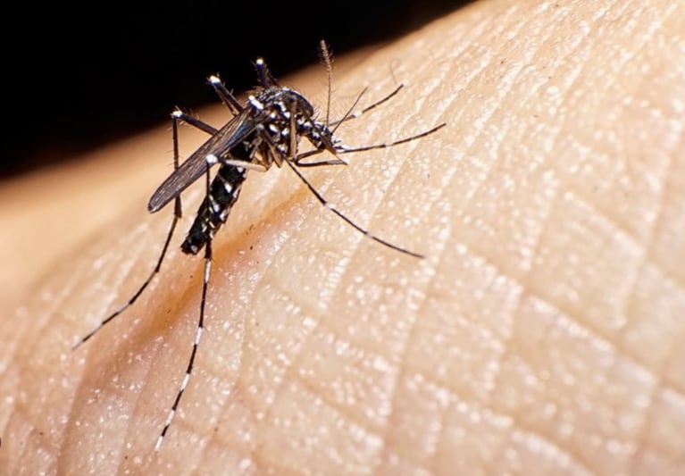 Córdoba acumula 40 muertes por dengue y más de 66 mil contagios 