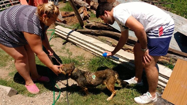 Córdoba: agredieron brutalmente a un perro y policías juntaron dinero para curarlo