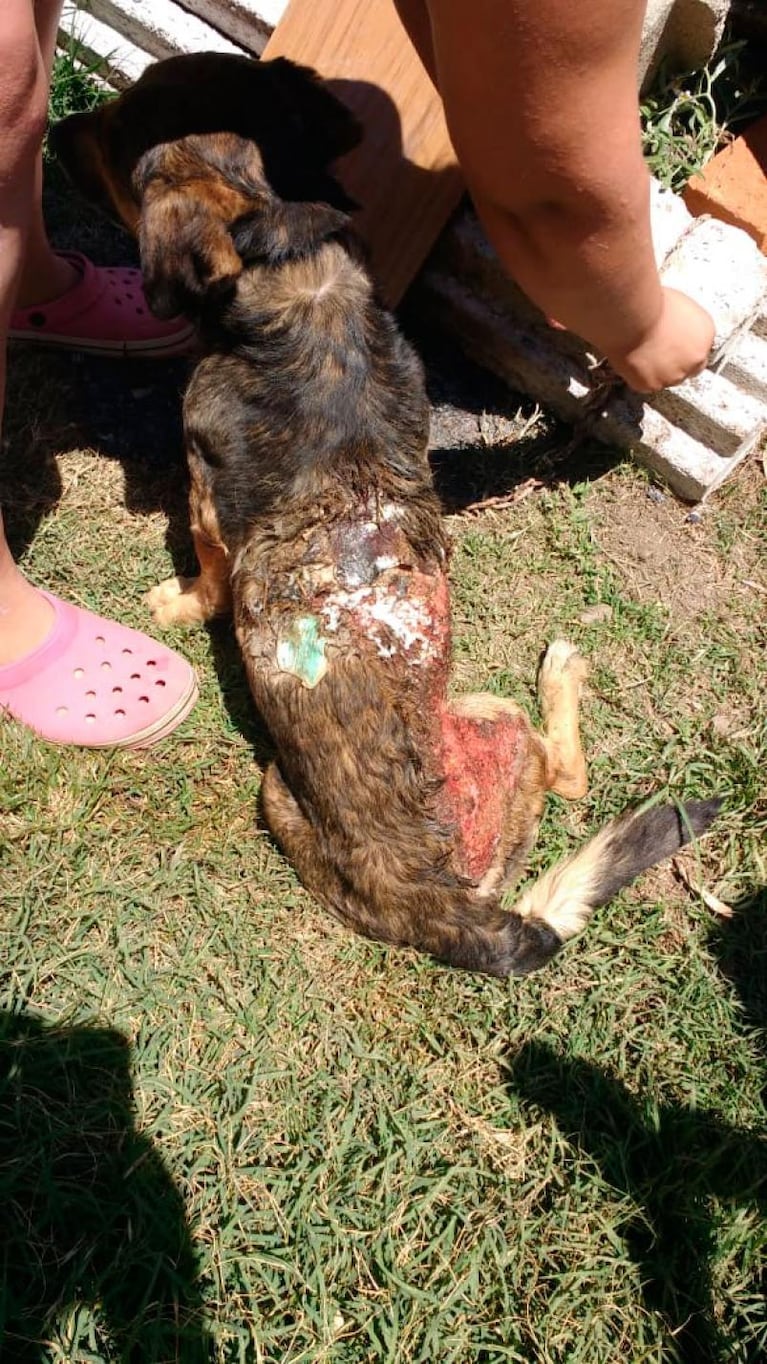 Córdoba: agredieron brutalmente a un perro y policías juntaron dinero para curarlo