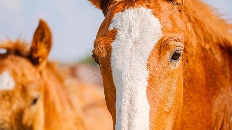 Córdoba bajo alerta por el peligroso virus que afecta a caballos y hasta a humanos
