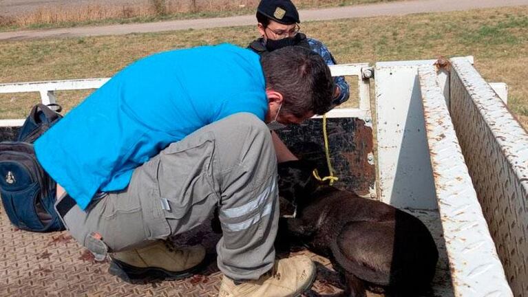 Córdoba: detuvieron a un hombre que llevaba un perro a la rastra por la autopista