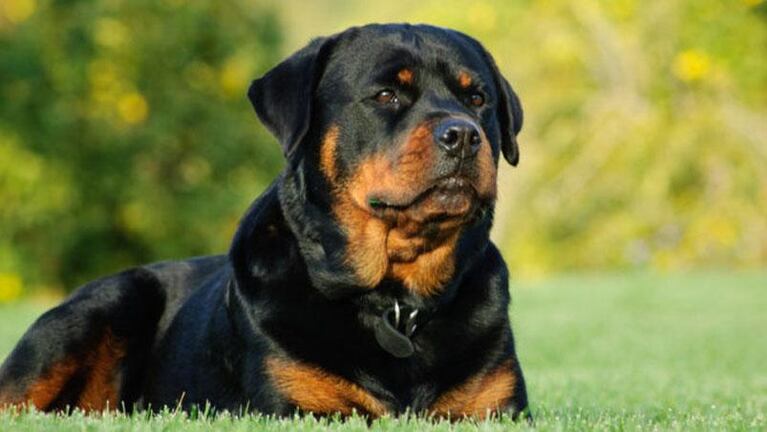 Córdoba: la atacó su perro rottweiler y terminó en el hospital con múltiples heridas