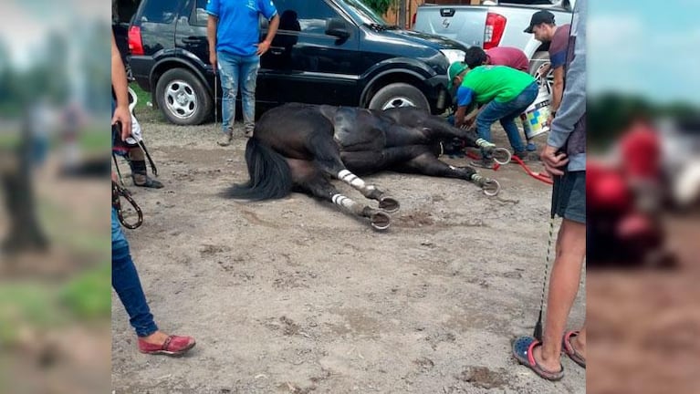 Córdoba: murieron dos caballos en carreras cuadreras en un hipódromo
