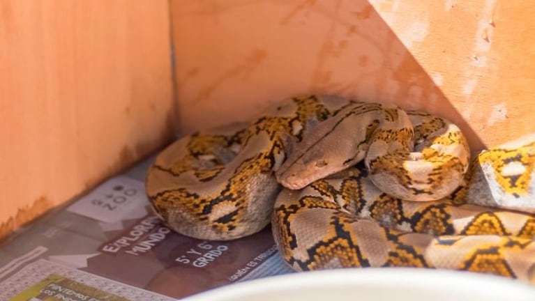 Córdoba: rescataron serpientes exóticas que estaban escondidas en un remis