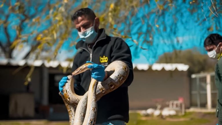 Córdoba: rescataron serpientes exóticas que estaban escondidas en un remis