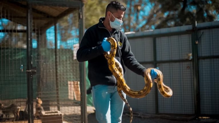 Córdoba: rescataron serpientes exóticas que estaban escondidas en un remis