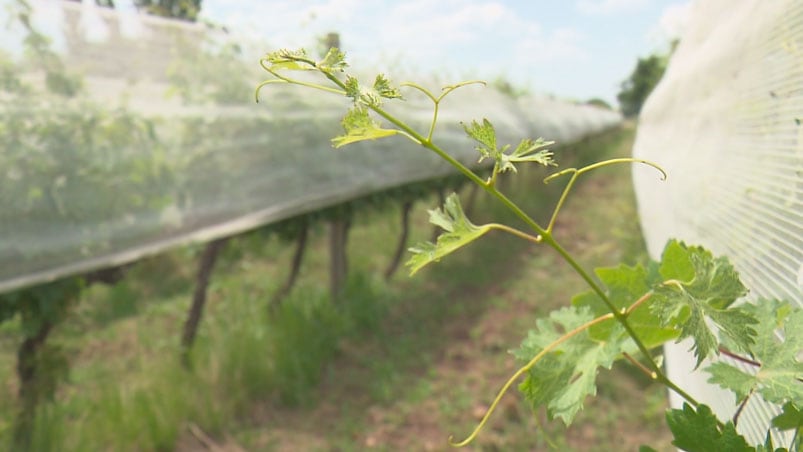 Córdoba también es tierra de bodegas.