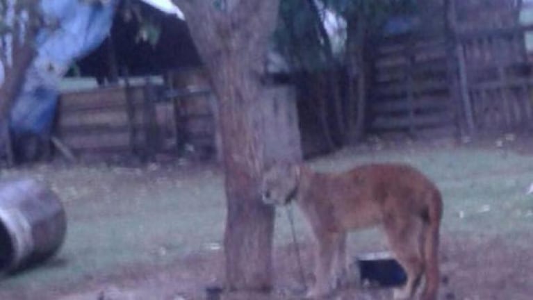 Córdoba: un puma como mascota 