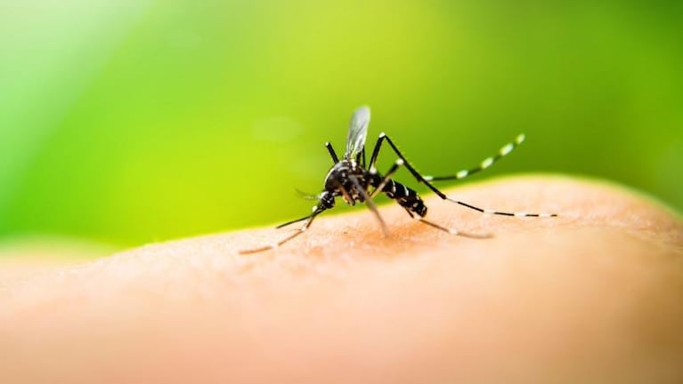 Coronavirus vs. dengue: cuáles son los síntomas y cómo diferenciarlos
