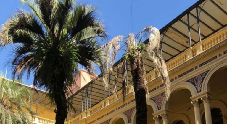 Corrientes donó la palmera para la Casa Rosada