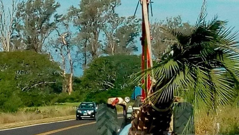 Corrientes donó la palmera para la Casa Rosada