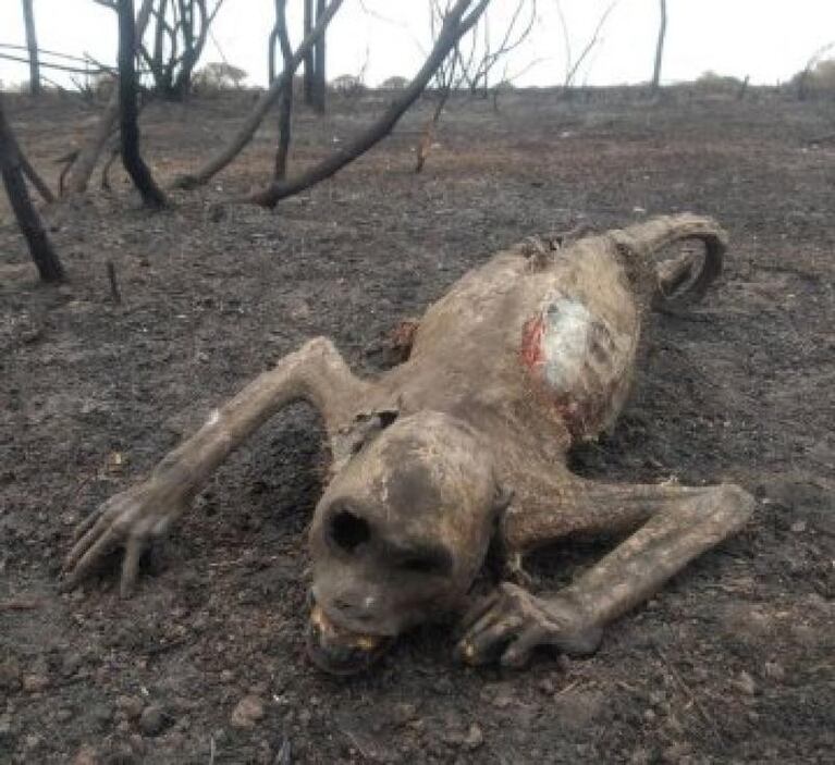 Corrientes: los incendios arrasaron una reserva natural y murió toda la fauna