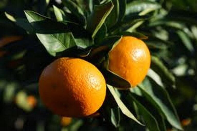 Corrientes: una nena murió tras comer mandarinas
