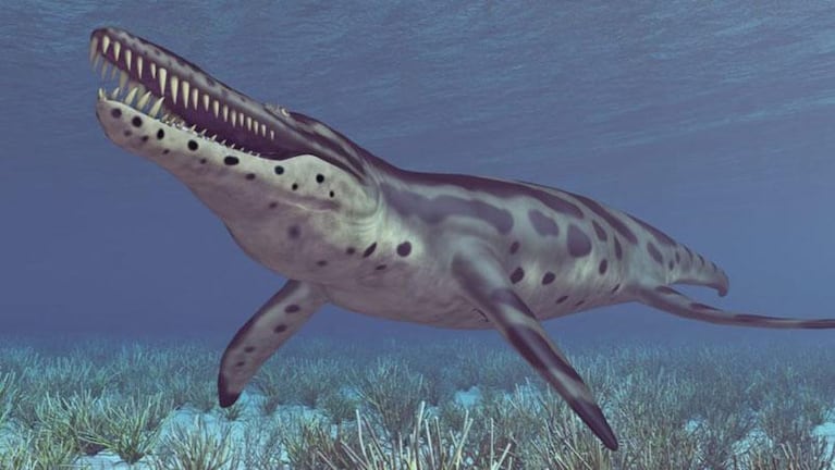Cráneo gigante y 130 dientes: el hallazgo de una bestia marina que alucinó a todos