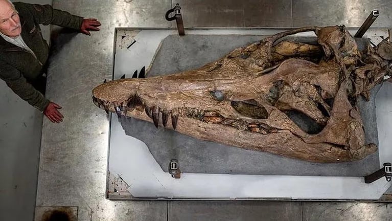 Cráneo gigante y 130 dientes: el hallazgo de una bestia marina que alucinó a todos
