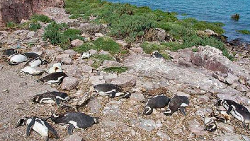 Creen que una jauría provocó la matanza de las aves.