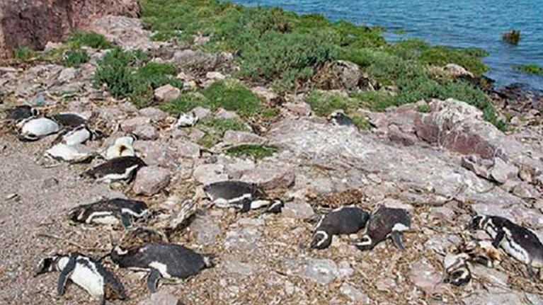 Creen que una jauría provocó la matanza de las aves.