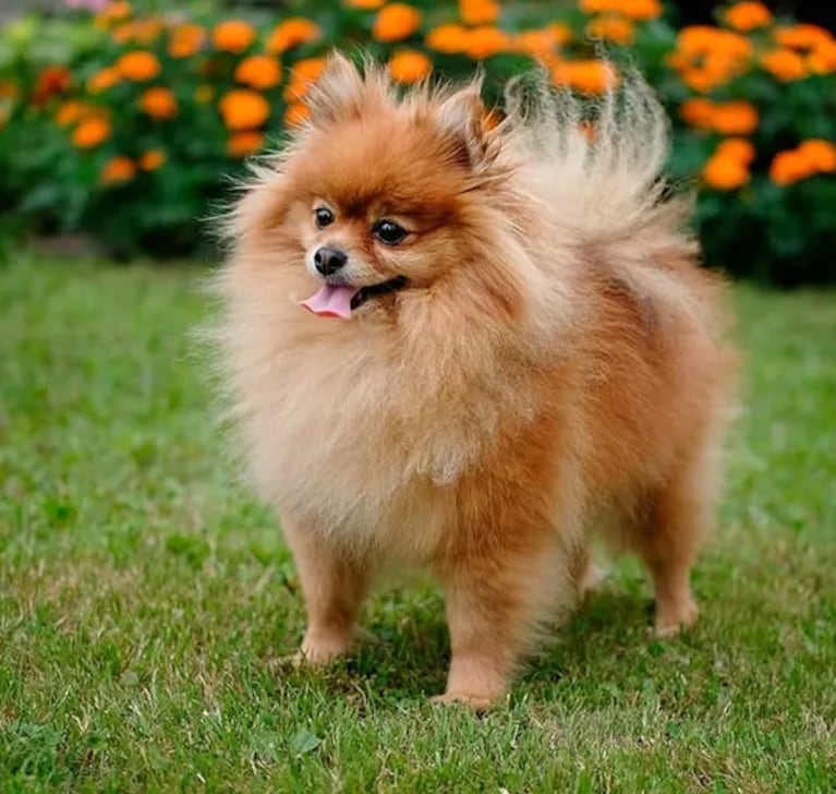 Cristian Castro le regaló un perro de raza pomerania a Susana Giménez.