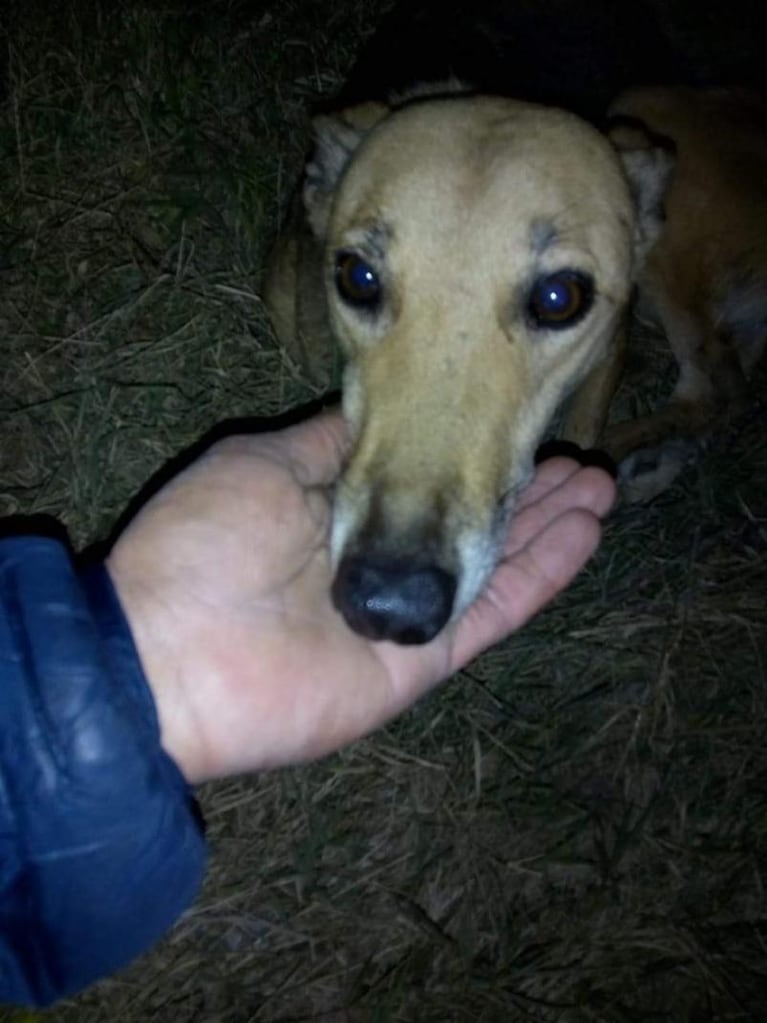 Crueldad animal: despellejaron a una perra galgo en Río Cuarto