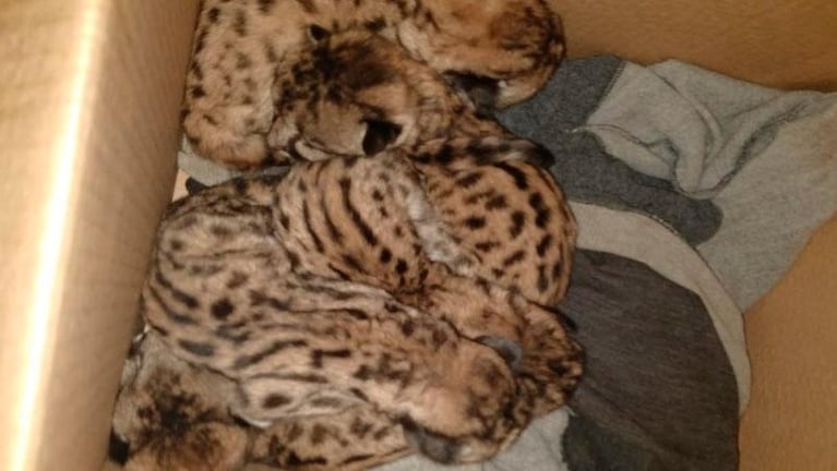 Crueldad animal en Córdoba: jóvenes mataron a una puma para robarse los cachorritos