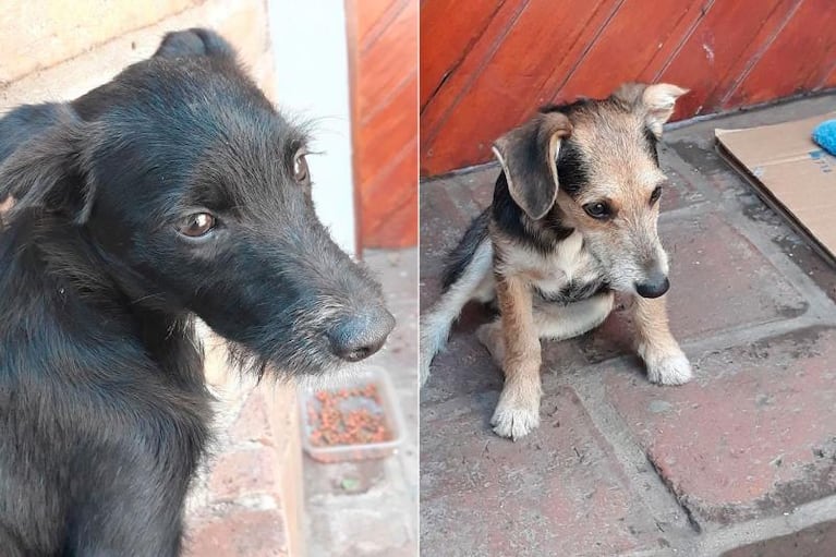 Crueldad en Córdoba: abandonaron perros en un contenedor de basura