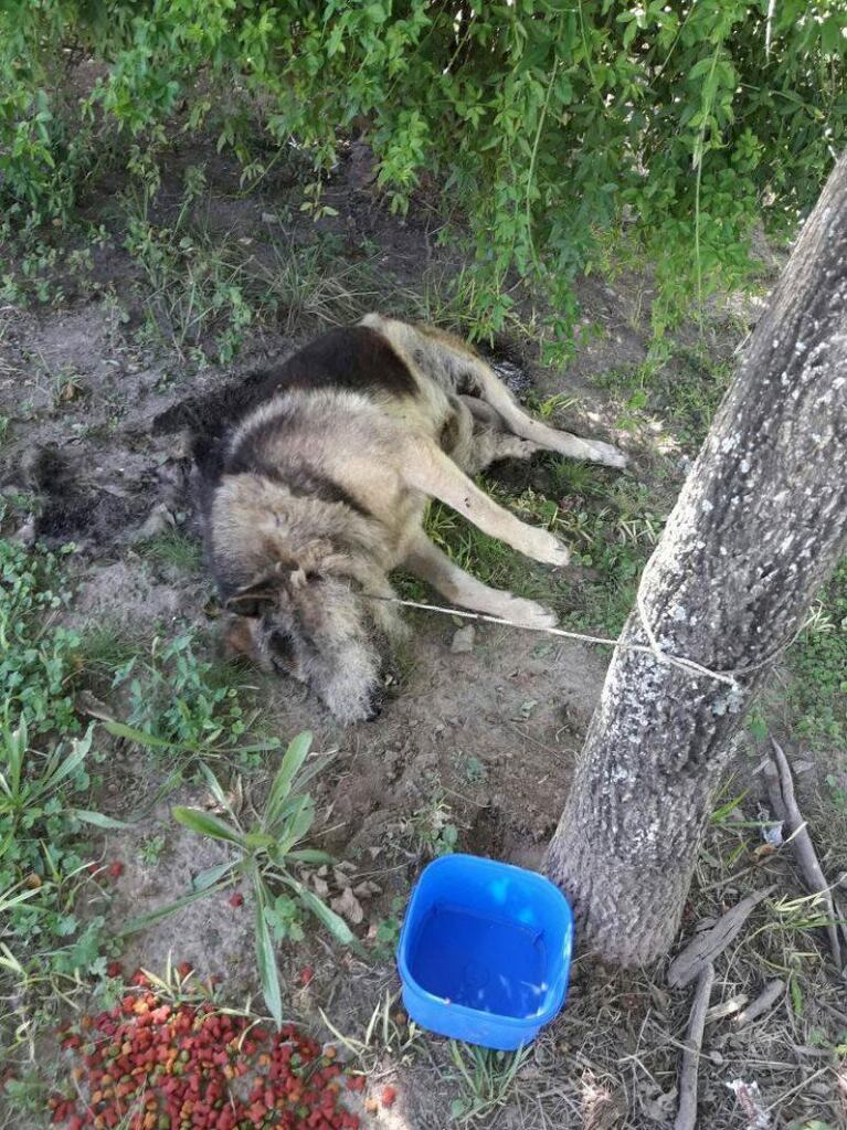 Crueldad que estremece: encontraron un perro ahorcado