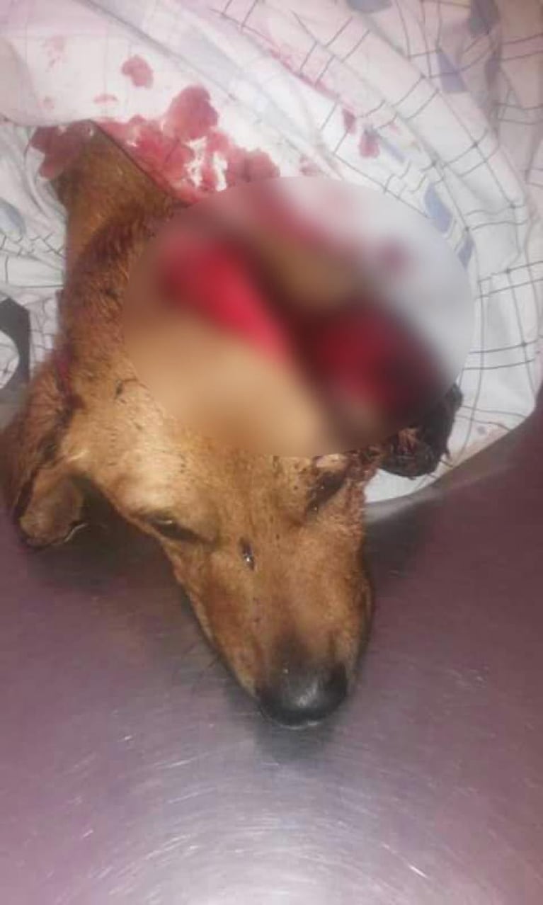 Crueldad sin límites: mataron a un perro a machetazos